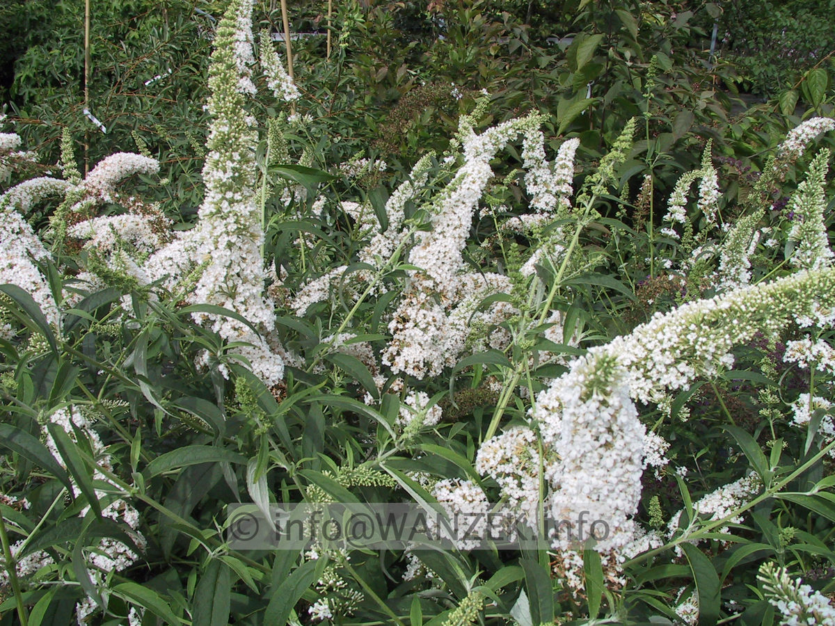 Buddleja Hybride White Bouquet.JPG